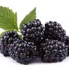 Brombeeren Brombeeren im Lieferservice Grashüpfer in Erlenbach