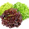 Salate Salate im Lieferservice Grashüpfer in Erlenbach
