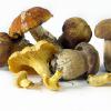 Pilze Pilze im Lieferservice Grashüpfer in Erlenbach